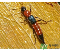 隱翅蟲和蚊蟲的區(qū)別？隱翅蟲和蚊蟲有什么不一樣？