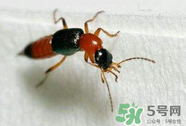 被隱翅蟲咬了后怎么辦？隱翅蟲如何預(yù)防和治療咬傷？