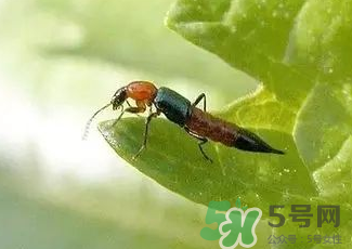 被隱翅蟲咬了后怎么辦？隱翅蟲如何預(yù)防和治療咬傷？