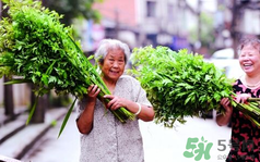 端午節(jié)前后出沒的毒蟲有哪些？端午節(jié)前后如何預(yù)防毒蟲？