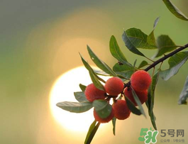 楊梅可以帶上飛機(jī)嗎？飛機(jī)能帶楊梅嗎？