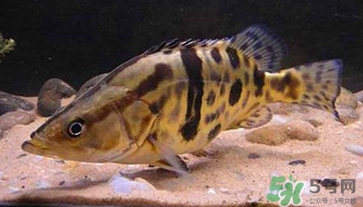 鱖魚(yú)怎么養(yǎng)？鱖魚(yú)養(yǎng)殖技術(shù)