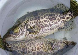 鱖魚(yú)是桂魚(yú)嗎？鱖魚(yú)和桂魚(yú)的區(qū)別