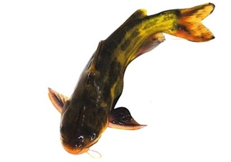黃顙魚有毒嗎？黃顙魚的營養(yǎng)價值