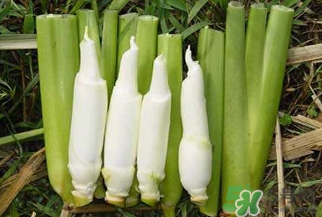 茭白怎么處理？茭白要去皮嗎