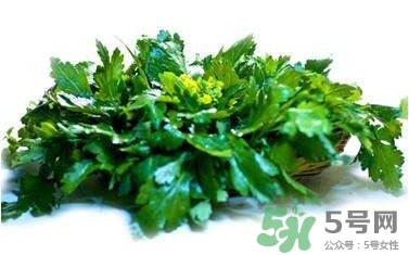菊花腦是什么？菊花腦是野菊花嗎