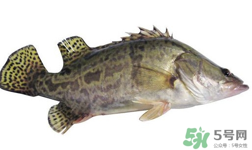 鱖魚(yú)怎么讀？鱖魚(yú)是什么魚(yú)