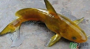 黃顙魚有毒嗎？黃顙魚的營養(yǎng)價值