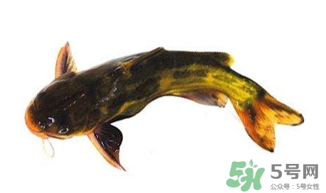 黃顙魚有毒嗎？黃顙魚的營養(yǎng)價值