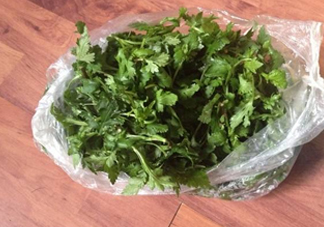 菊花腦怎么種？菊花腦怎么摘