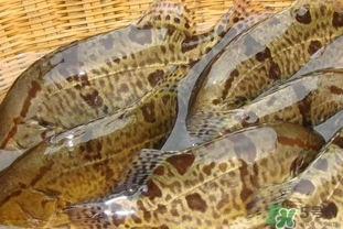 鱖魚是桂魚嗎？鱖魚和桂魚的區(qū)別