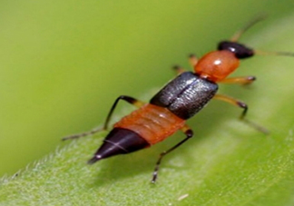 隱翅蟲有毒嗎？隱翅蟲會毀容嗎？