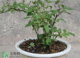 盆栽樹莓怎么養(yǎng)？盆栽樹莓的種植方法