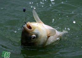 小滿怎么釣魚？小滿釣魚技巧