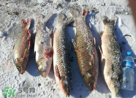 小滿怎么釣魚？小滿釣魚技巧