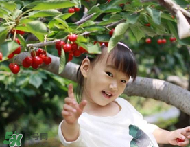 5月份還有櫻桃摘嗎？5月份哪里可以摘櫻桃？