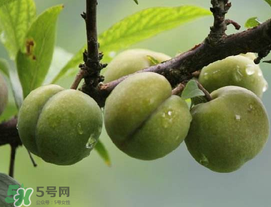 吃李子牙齒酸怎么辦？為什么吃多了李子牙會酸？