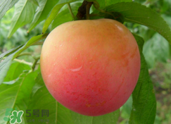 吃李子為什么會(huì)拉肚子？拉肚子可以吃李子嗎？
