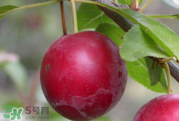 李子和蜂蜜能一起吃嗎？吃了李子可以喝蜂蜜嗎？