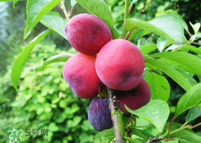 五月份有李子嗎？五月份的李子能吃嗎？