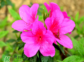 五月還有杜鵑花嗎？杜鵑花什么時候開？