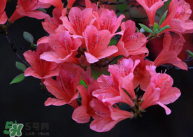 五月還有杜鵑花嗎？杜鵑花什么時候開？