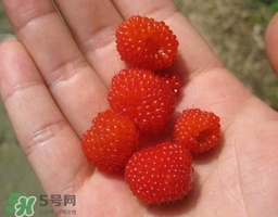 山莓可以泡酒嗎？山莓能不能泡酒