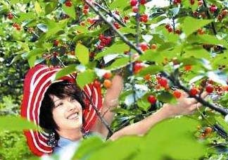 5月份還有櫻桃摘嗎？5月份哪里可以摘櫻桃？