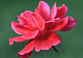 五月還有杜鵑花嗎？杜鵑花什么時(shí)候開？