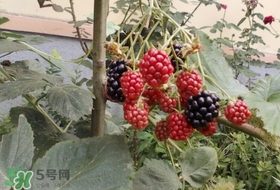 盆栽樹莓怎么養(yǎng)？盆栽樹莓的種植方法