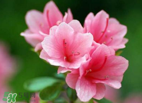 五月還有杜鵑花嗎？杜鵑花什么時候開？