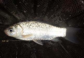 小滿(mǎn)怎么釣魚(yú)？小滿(mǎn)釣魚(yú)技巧