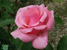 小滿開什么花？小滿節(jié)氣開的植物