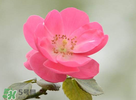 小滿開什么花？小滿節(jié)氣開的植物