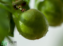 青梅果有什么好處？青梅果的功效與作用