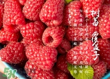 刺泡是山莓嗎？刺泡和山莓的區(qū)別