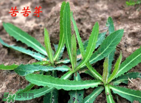 苦苦菜怎么腌制？怎樣腌制苦苦菜？