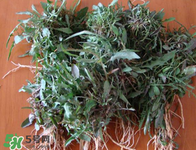 苦菜根能吃嗎？苦菜根的功效與作用