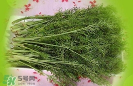 茴香菜是酸性還是堿性？什么人不能吃茴香菜