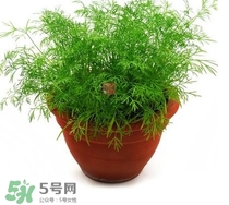 茴香菜什么時候種？茴香菜什么季節(jié)吃