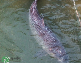 端午節(jié)好釣魚嗎?？端午節(jié)可以釣魚嗎？