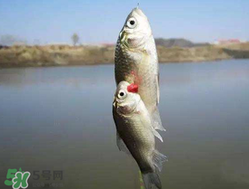 端午節(jié)好釣魚嗎?？端午節(jié)可以釣魚嗎？
