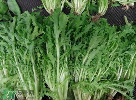 苦菜和羊肉能一起吃嗎？苦菜能和羊肉一起吃嗎？