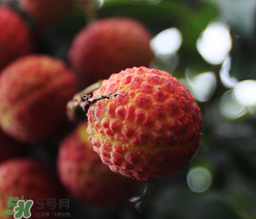 荔枝一天吃多少合適？荔枝一天最多吃幾個？