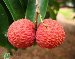 荔枝一天吃多少合適？荔枝一天最多吃幾個？