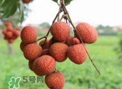 白糖罌和妃子笑哪個好吃？妃子笑和白糖罌的區(qū)別
