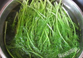 茴香菜是什么菜？茴香菜是香菜嗎
