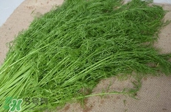 茴香菜什么時候種？茴香菜什么季節(jié)吃
