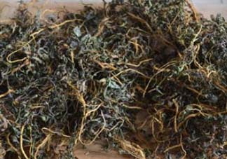 苦菜可以曬干嗎？苦菜怎么曬干？