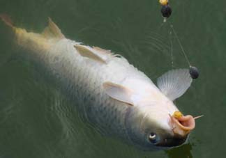 端午節(jié)好釣魚嗎?？端午節(jié)可以釣魚嗎？